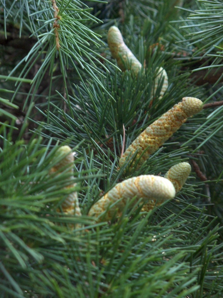 deodar / Cedrus deodara: Male cones