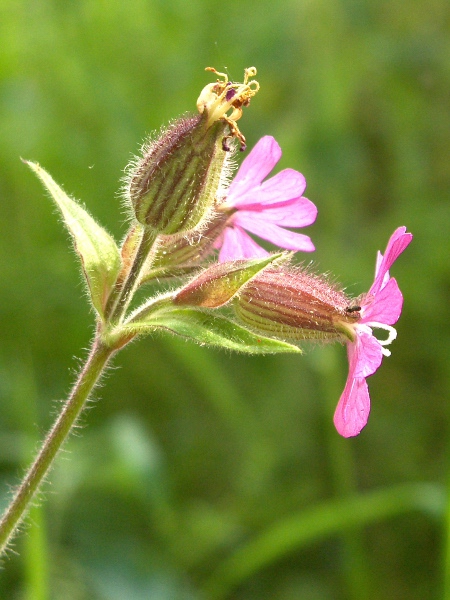 red campion / Silene dioica: The flowers on female plants of _Silene dioica_ are much wider at the base than the male flowers.