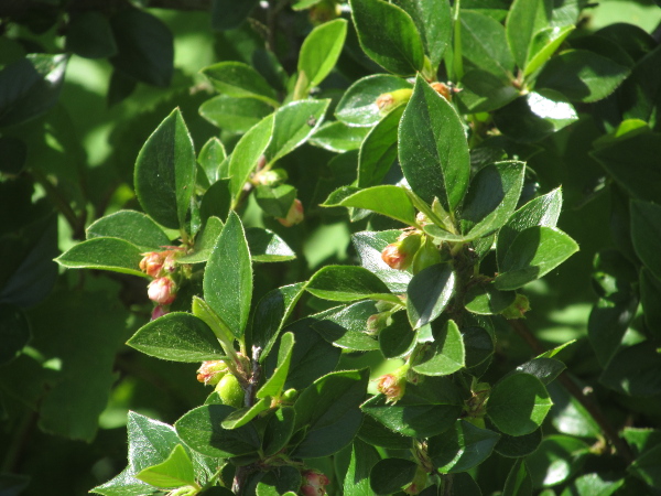Himalayan cotoneaster / Cotoneaster simonsii: _Cotoneaster simonsii_ is an upright _Cotoneaster_ with pointed, oval leaves, and closed, pinkish flowers; it native to the Himalayan range in Bhutan, Nepal and the Indian state of Sikkim, and Myanmar.