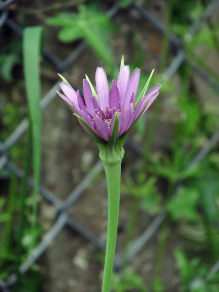 salsify / Tragopogon porrifolius: _Tragopogon porrifolius_ is similar to the more familiar _Tragopogon pratensis_, but with purple flowers.