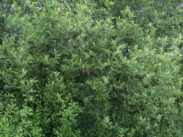  / Salix × reichardtii