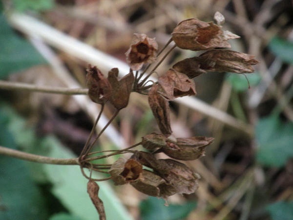 cowslip / Primula veris: The fruit of _Primula veris_ is a 10-toothed capsule, largely hidden by the dried calyx-tube.