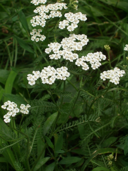 yarrow / Achillea millefolium: _Achillea millefolium_ grows in all sorts of grasslands from sea level to nearly 4000′ (1220 m).