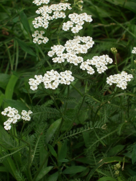 yarrow / Achillea millefolium