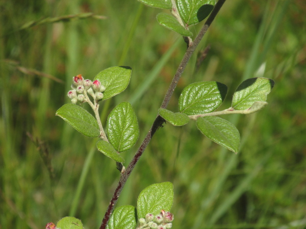 Franchet’s cotoneaster / Cotoneaster franchetii