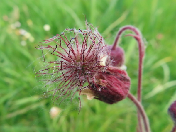 water avens / Geum rivale: The fruits of _Geum rivale_ are wind-borne achenes, each showing a twice-kinked stigma.