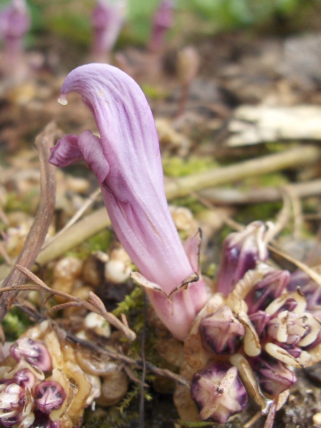 purple toothwort / Lathraea clandestina: _Lathraea clandestina_ is a <a href="parasite.html">root parasite</a> of trees that grow in damp ground; unlike the native _Lathraea squamaria_, its flowers are produced at ground level, without stems.