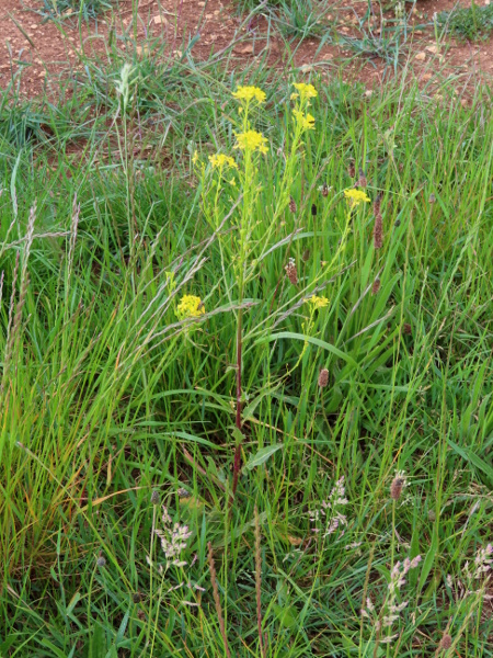 warty cabbage / Bunias orientalis: _Bunias orientalis_ is a persistent weed of waste ground, native to eastern Europe and western Asia.