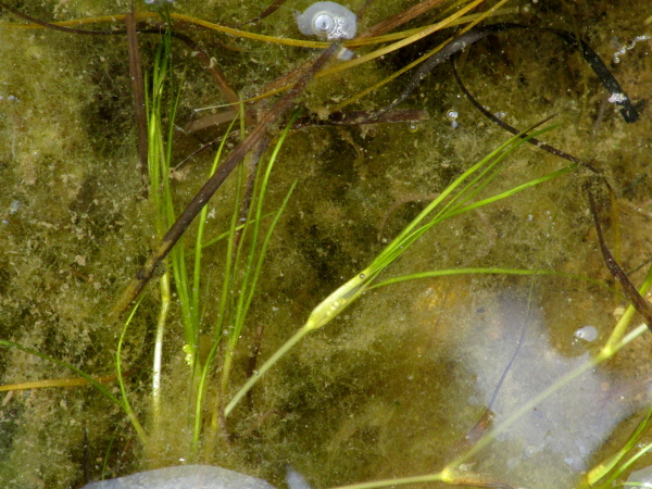 beaked tasselweed / Ruppia maritima