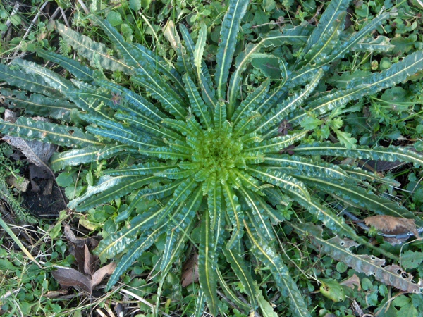 weld / Reseda luteola: _Reseda luteola_ is a biennial plant; in its first year, it produces rosettes of linear, albeit wrinkled, leaves.