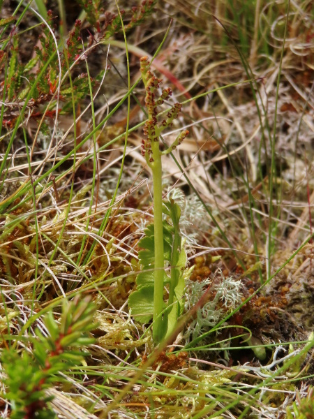 Nordic moonwort / Botrychium nordicum: _Botrychium nordicum_ is a moonwort found in Greenland, Iceland, Norway and at least 1 site in Scotland that always has incised pinnae, which _Botrychium lunaria_ rarely does; for now, full determination needs DNA sequencing.