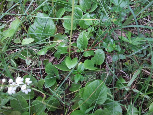 round-leaved wintergreen / Pyrola rotundifolia subsp. rotundifolia: The leaves of _Pyrola rotundifolia_ subsp. _rotundifolia_ are usually orbicular, in contrast to the narrower leaves of _Pyrola rotundifolia_ subsp. _maritima_.