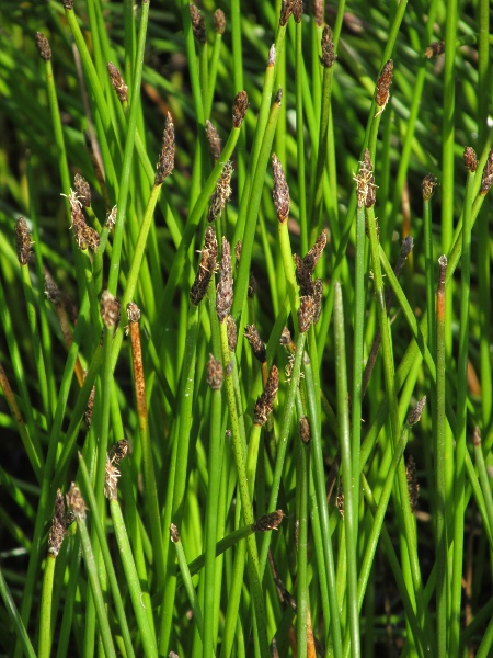 common spike-rush / Eleocharis palustris: _Eleocharis palustris_ is a widespread plant of marshes and fens.