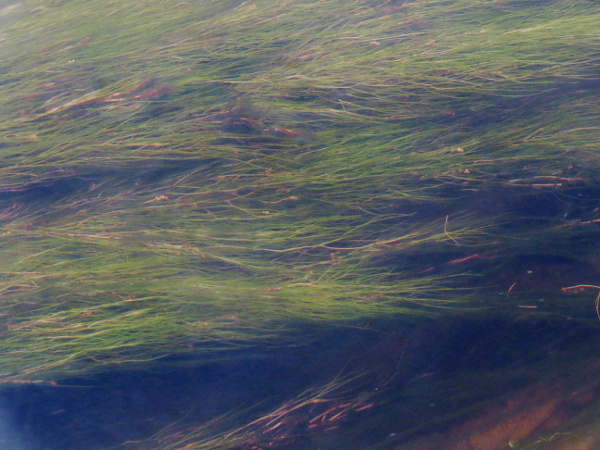 fennel pondweed / Stuckenia pectinata