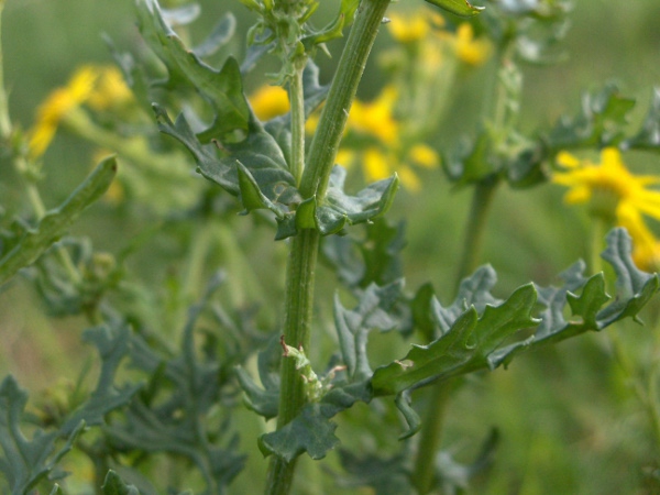 common ragwort / Jacobaea vulgaris: The stem-leaves of _Jacobaea vulgaris_ have several side-lobes and a similarly-sized end-lobe; the similar _Jacobaea aquatica_ has fewer side-lobes and a larger end-lobe.