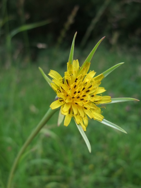 goat’s-beard / Tragopogon pratensis: The inflorescences of _Tragopogon pratensis_ only open for a single morning; native plants belong to _T. pratensis_ subsp. _minor_, with ligules shorter than the phyllaries.
