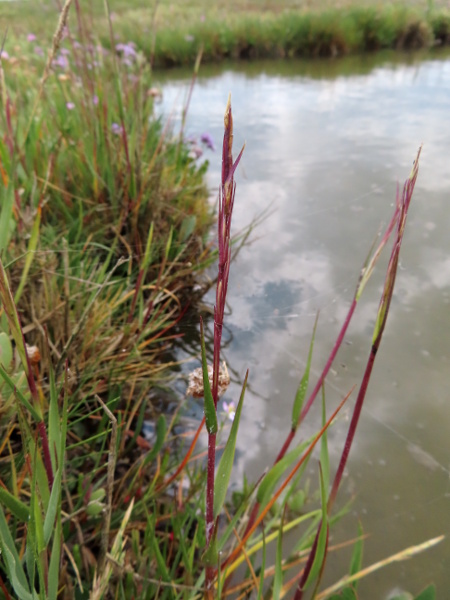 small cord-grass / Spartina maritima