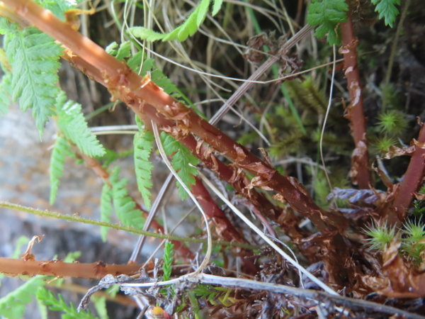 mountain male-fern / Dryopteris oreades: At the base of the stem, _Dryopteris oreades_ has numerous pale brown scales.