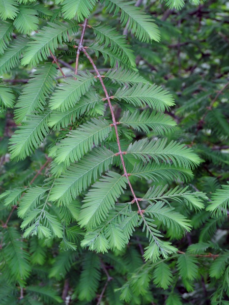 coastal redwood / Sequoia sempervirens: _Sequoia sempervirens_ is native to the coast of California and Oregon, but is grown as an ornamental tree; its leaves are flattened and evergreen.