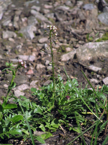 pink shepherd’s-purse / Capsella rubella: _Capsella rubella_ is a rare (but often overlooked) diploid relative of the very common tetraploid _Capsella bursa-pastoris_.