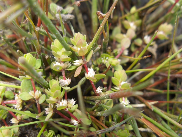 coral necklace / Illecebrum verticillatum: _Illecebrum verticillatum_ grows in damp, open sand in Cornwall, the New Forest and near Crowthorne (VC22).