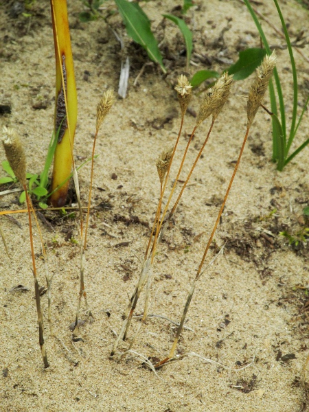 sand cat’s-tail / Phleum arenarium: _Phleum arenarium_ grows in sand dunes (and some sandy sites inland).