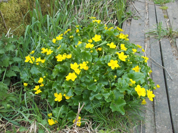 marsh marigold / Caltha palustris