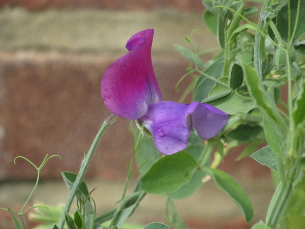 sweet pea / Lathyrus odoratus: _Lathyrus odoratus_ is a popular garden plant that is only occasionally found in the wild.