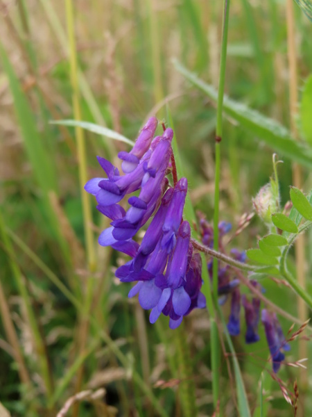 fodder vetch / Vicia villosa: _Vicia villosa_ is a casual species of arable and waste land; the flowers are purple, and the standard has a long claw and a relatively short limb.