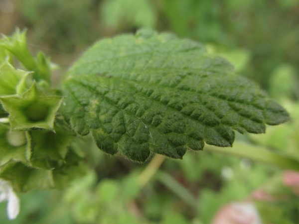 black horehound / Ballota nigra: The leaves of _Ballota nigra_ release an unpleasant scent when bruised.