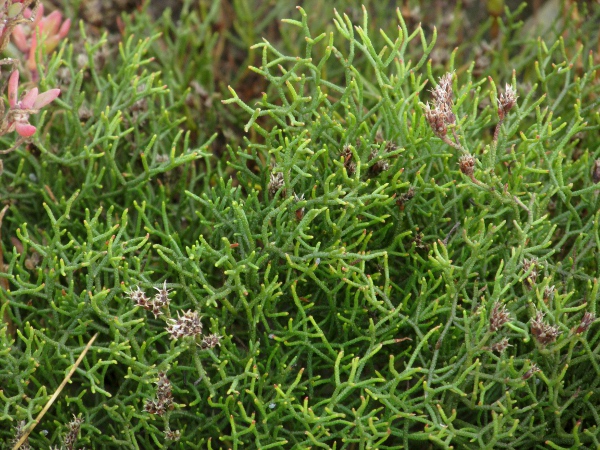 matted sea-lavender / Limonium bellidifolium: _Limonium bellidifolium_, seen here in fruit, grows in eastern England as a low, matted plant; the basal leaves wither before the flowers open.
