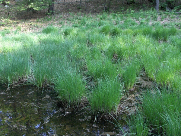 tufted sedge / Carex elata