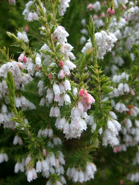 Portuguese heath / Erica lusitanica: The stamens of _Erica lusitanica_ are also typically darker than those of _Erica arborea_, and its flowers are somewhat larger.