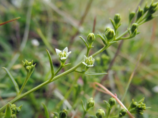 bastard toadflax / Thesium humifusum: The cream-coloured flowers are 5-parted.