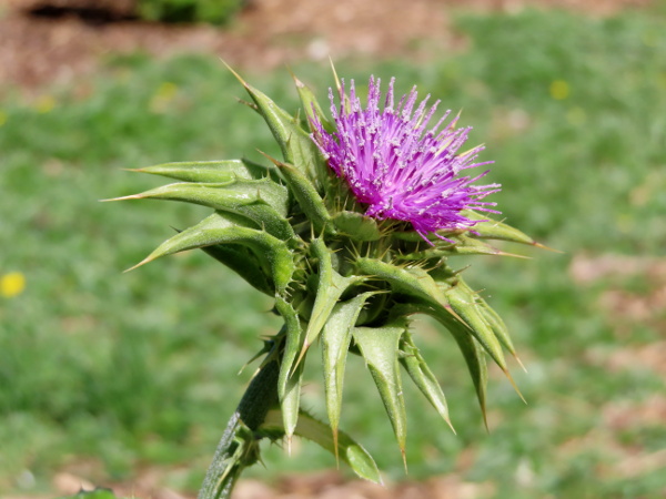 milk thistle / Silybum marianum: The outer phyllaries of _Silybum marianum_ have a long and rigid spine.