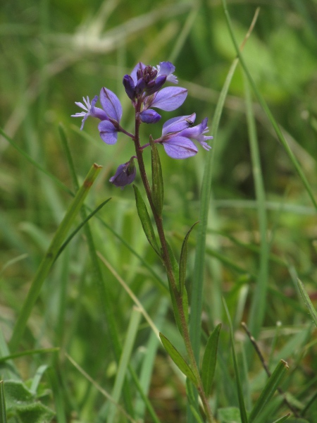 chalk milkwort / Polygala calcarea: _Polygala calcarea_ grows in chalk and limestone downland in southern England, with an outlying population in Leicestershire.