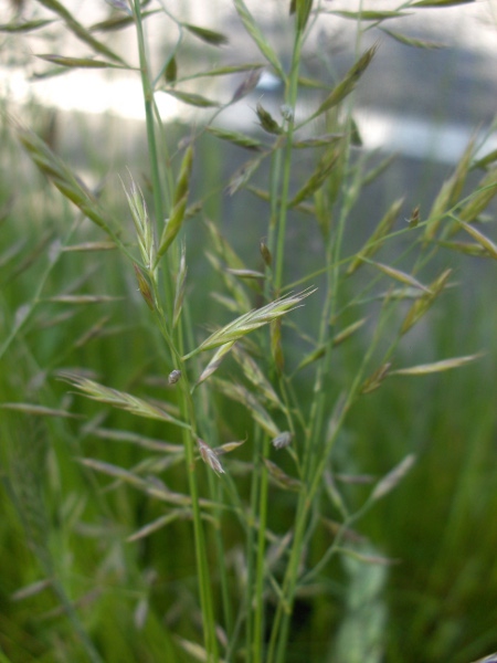 red fescue / Festuca rubra: Inflorescence