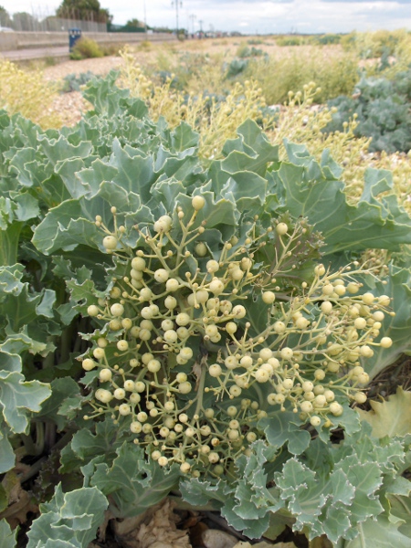 sea kale / Crambe maritima: The fruit of _Crambe maritima_ consists of a cylindrical schizocarp and a detacahable spherical schizocarp that normally contains a single seed.