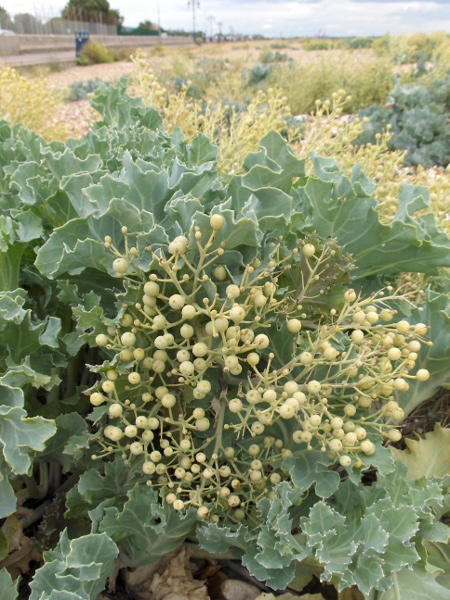 sea kale / Crambe maritima