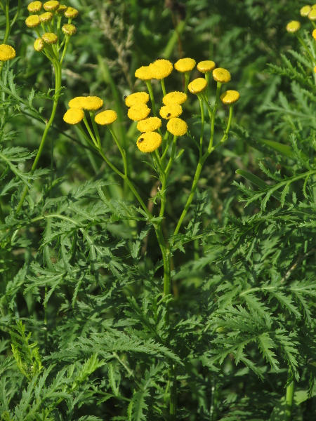 tansy / Tanacetum vulgare: _Tanacetum vulgare_ is native to Great Britain but not Ireland and grows in grasslands, especially alongside rivers.