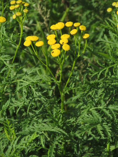 tansy / Tanacetum vulgare