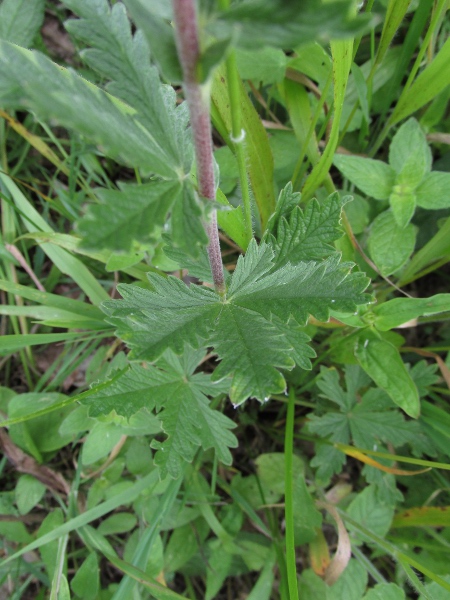 grey cinquefoil / Potentilla inclinata: The leaves of _Potentilla inclinata_ lack the narrow recurved margin seen on _Potentilla argentea_.