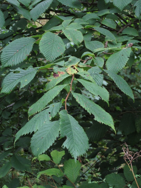 wych elm / Ulmus glabra: _Ulmus glabra_ is our most widespread elm.