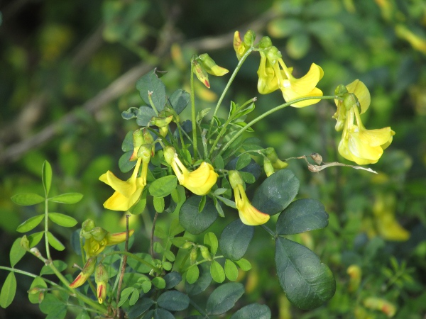 scorpion senna / Hippocrepis emerus: The claw (narrow part) of the wing and standard petals are much longer than the calyx in _Hippocrepis emerus_, distinguishing it from _Coronilla valentina_.