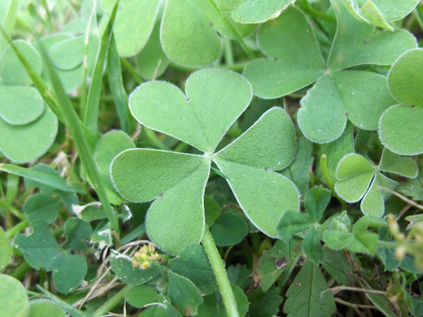 pink sorrel / Oxalis articulata