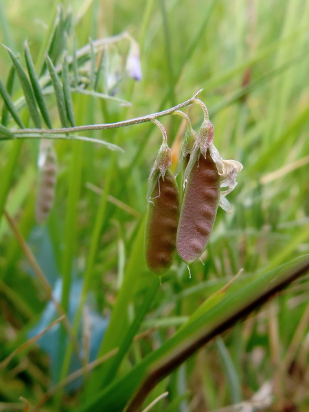 slender tare / Ervum gracile