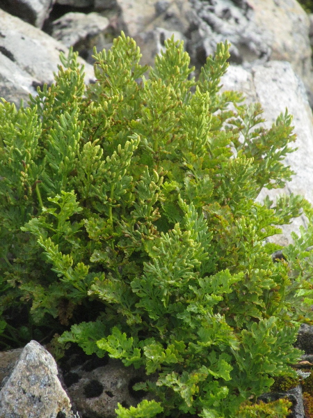 parsley fern / Cryptogramma crispa: _Cryptogramma crispa_ grows in mountainous areas; and its sporangia are protected by the inrolled margin of the leaf.
