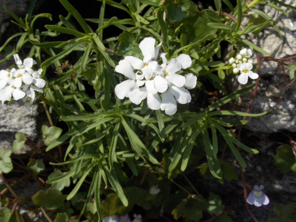 garden candytuft / Iberis umbellata: _Iberis umbellata_ has simpler leaves and larger fruits than _Iberis amara_.