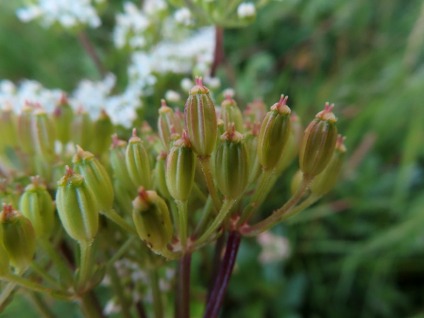 Scots lovage / Ligusticum scoticum: The fruits of _Ligusticum scoticum_ are relatively long, with bulging longitudinal ridges and persistent sepals at the apex.