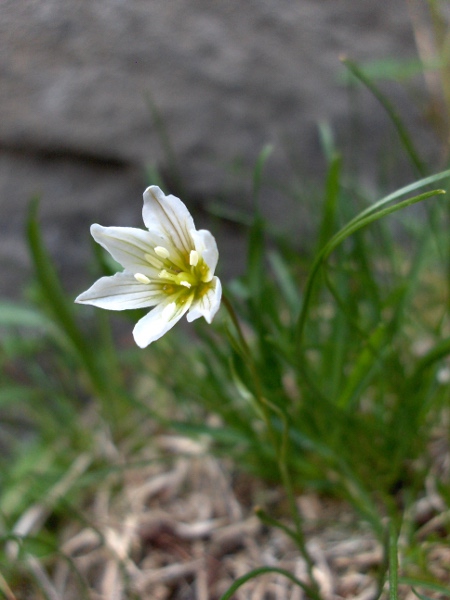 Snowdon lily / Gagea serotina: Unlike most other _Gagea_ species, the flowers of _Gagea serotina_ are white, often with purple streaks on the outside.